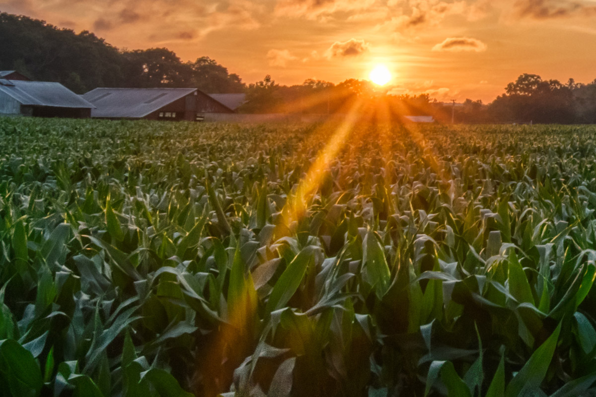 sun setting over corn fields