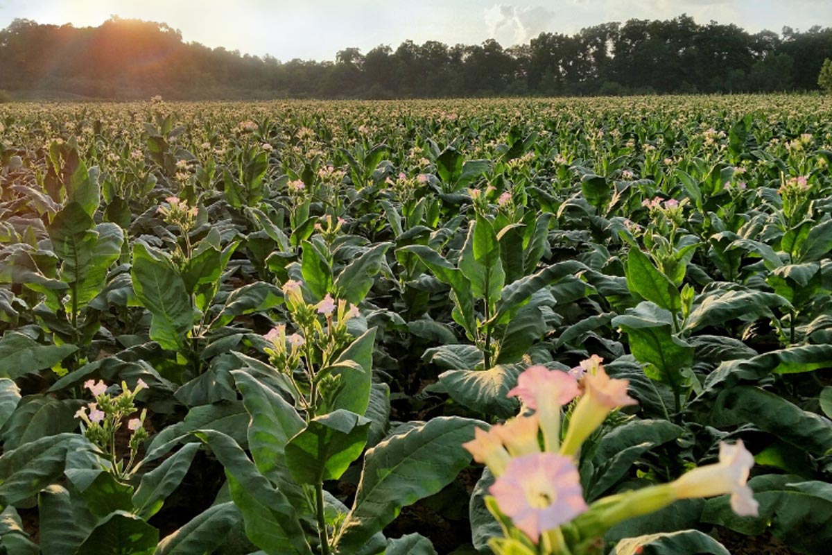 Rows of pink flowers