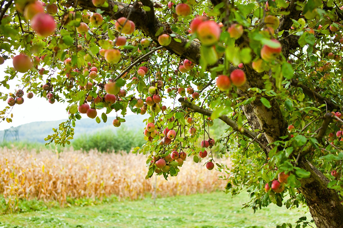 close up phot of apples in an orchard