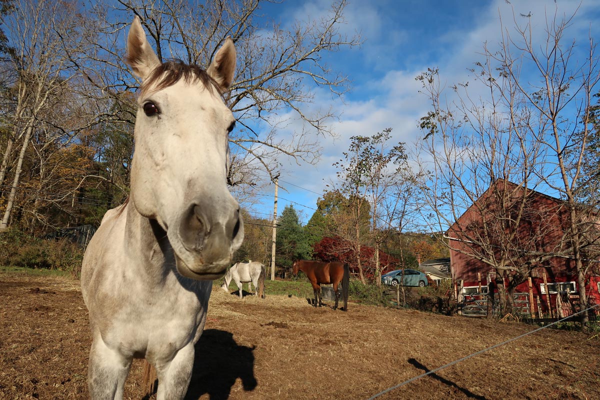 closeup of a white horses muzzle with barns in the background