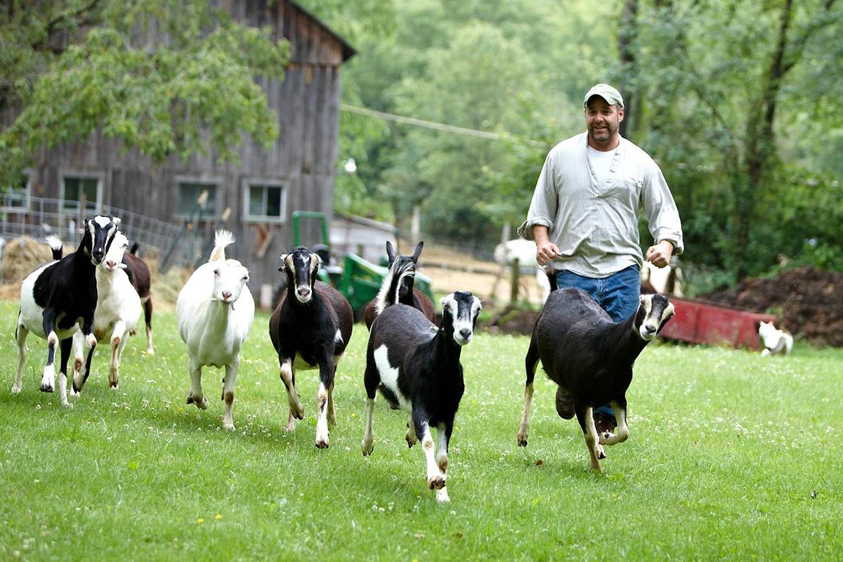 Farmer Running With Goats