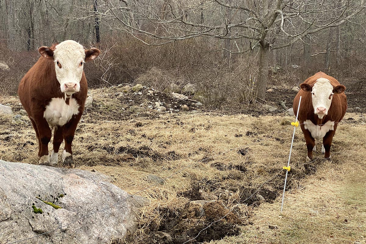two cows with a boulder in foreground and trees in the back