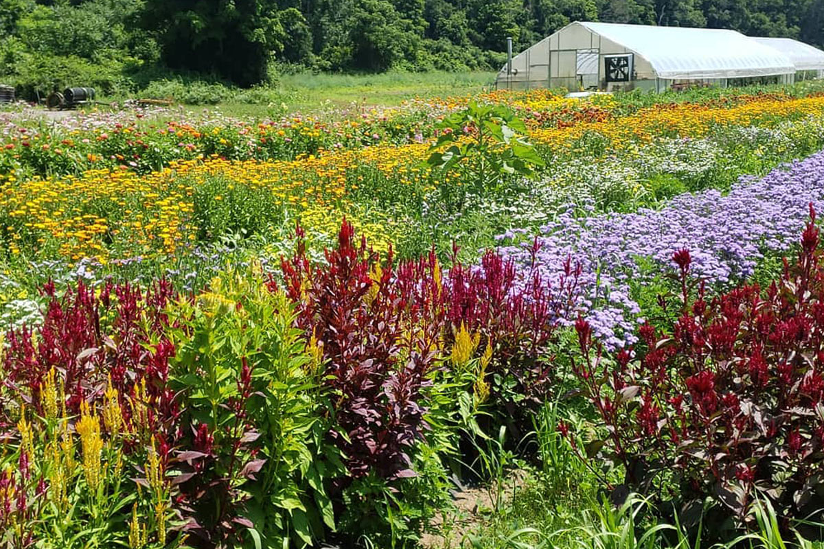 greenhouse flowers