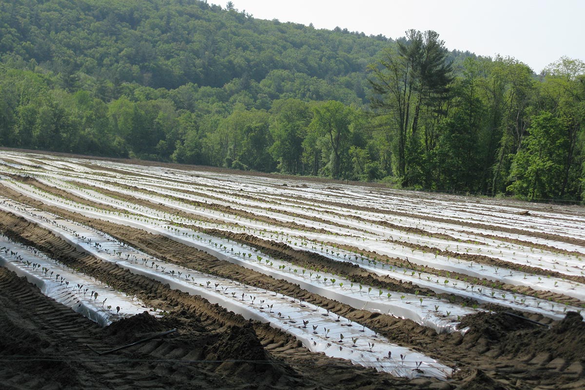 Field With Young Plants