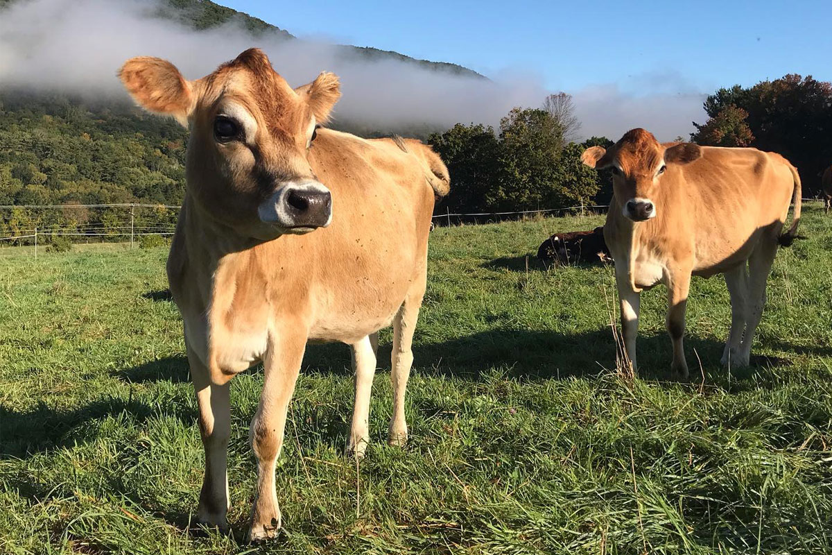 two calfs