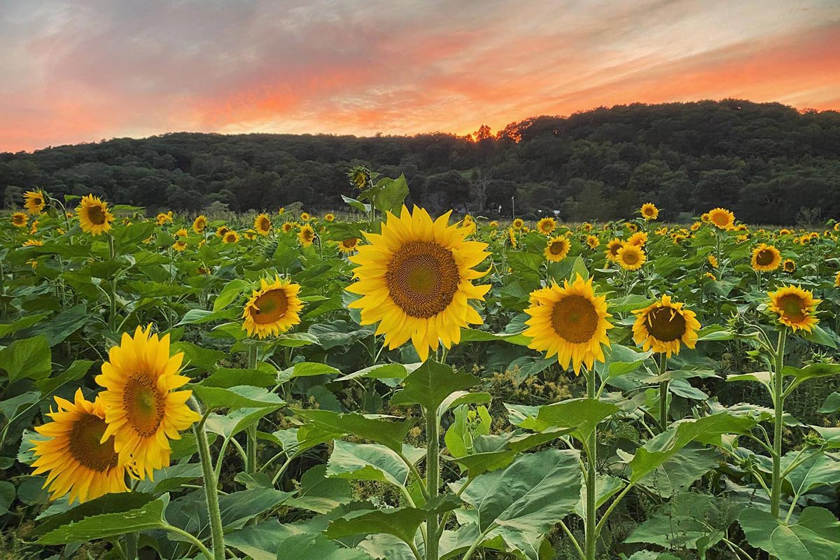 Sunflowers At Sunset