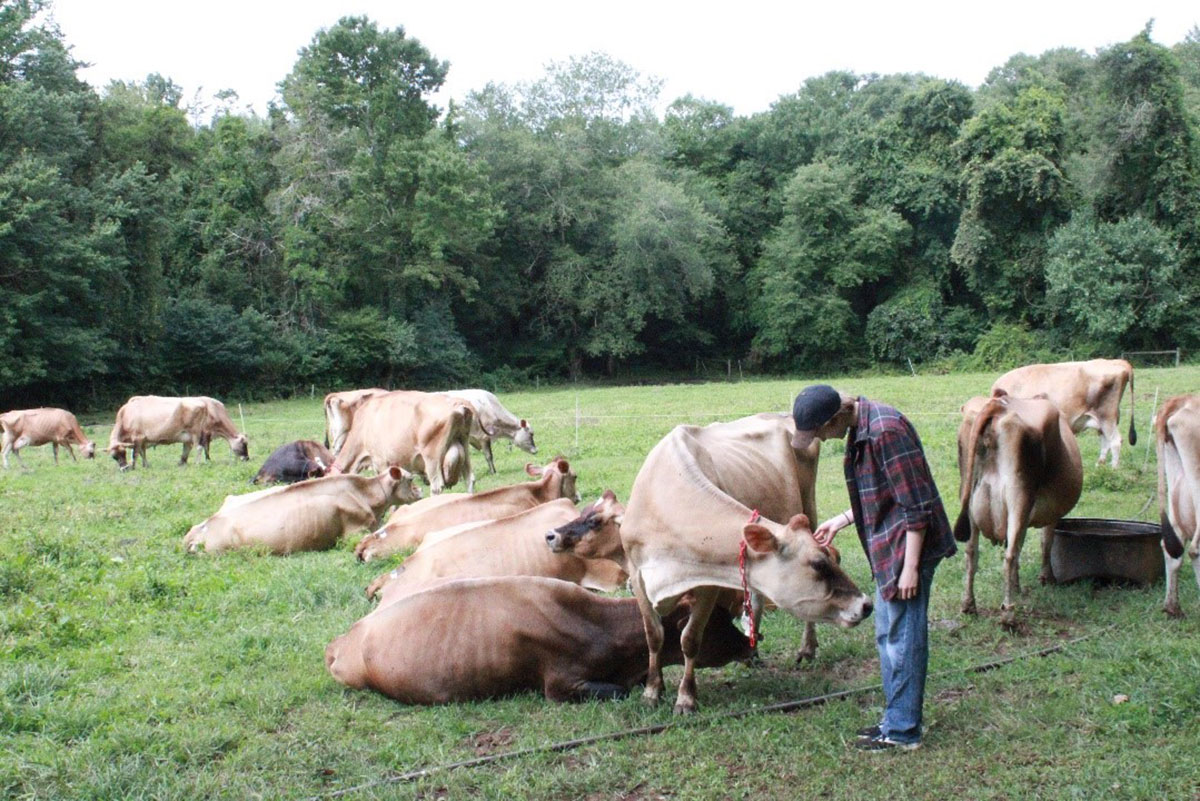 Charlotte Petting Cows