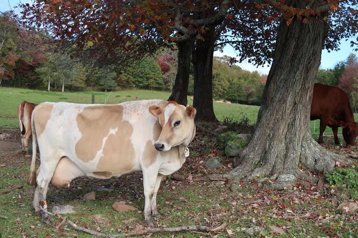 cows taking shelter from the sun under some trees