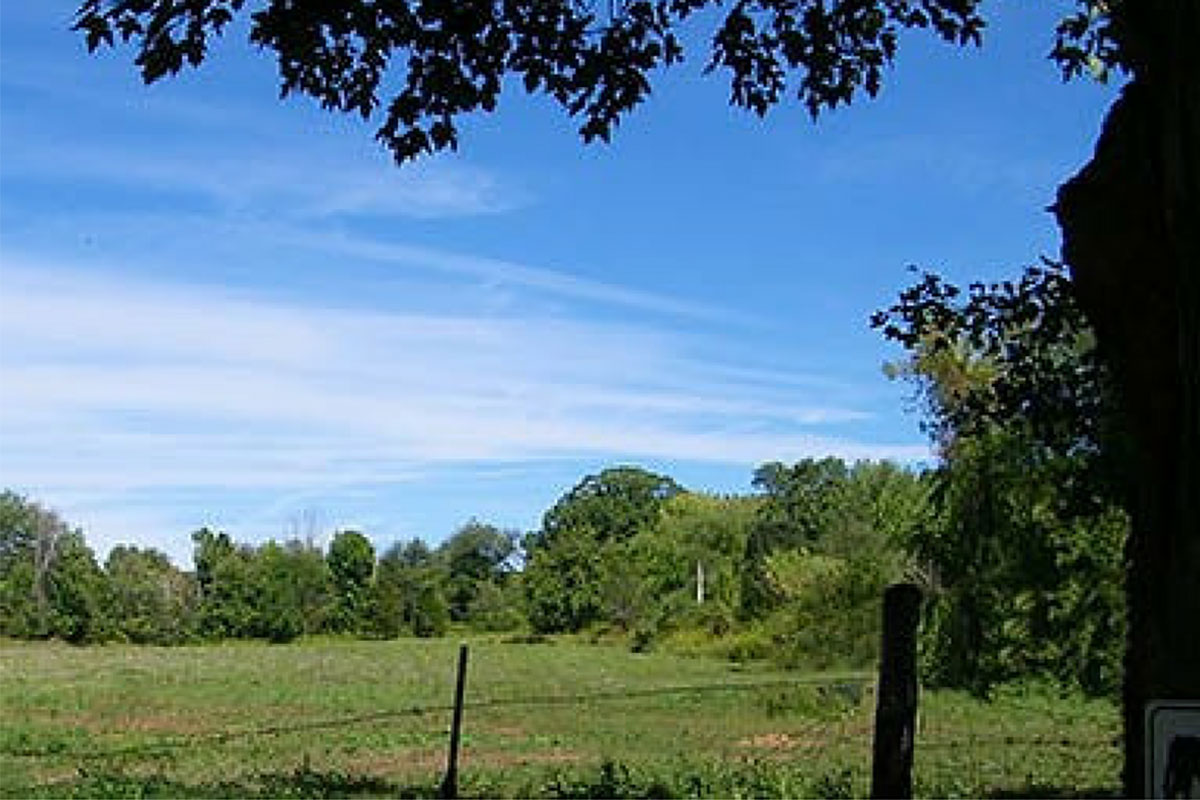 Summer field