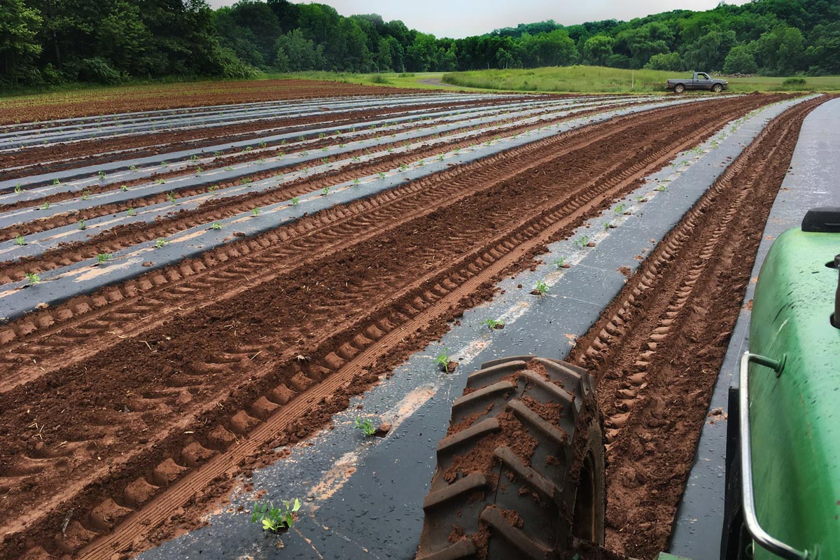 crop row with tractor