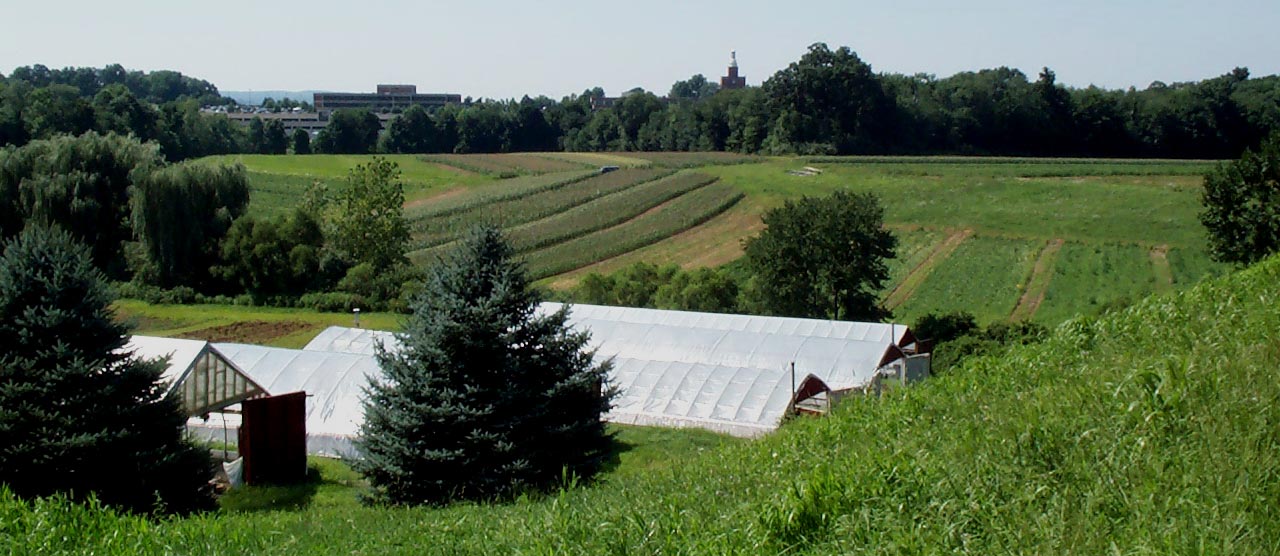 rows of vegetables in the summer