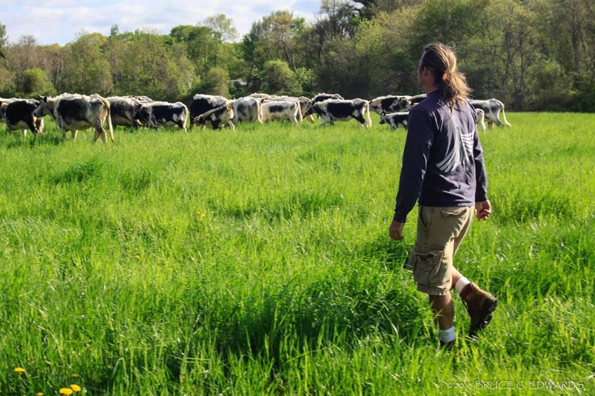 farmer in field with cows