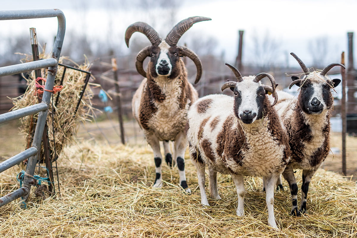 curious sheep