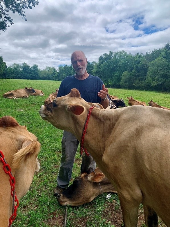 milking cows gather