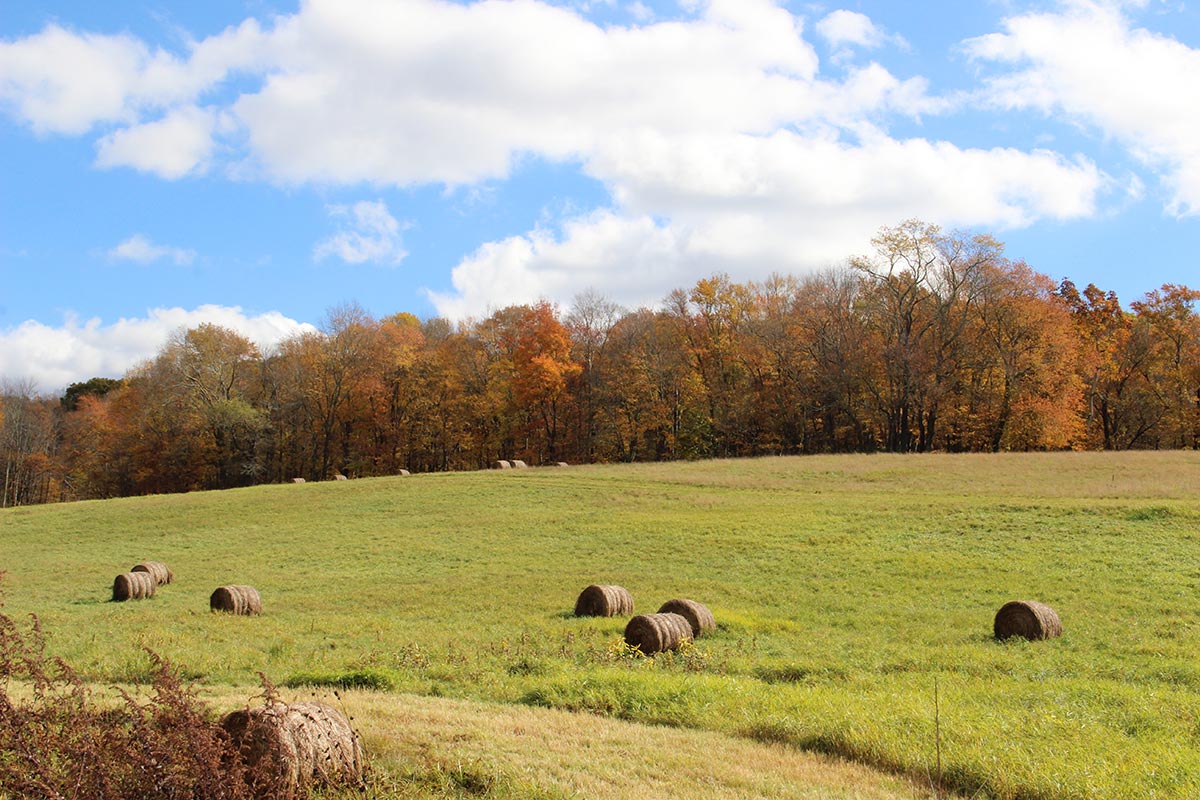 Field With Haybales