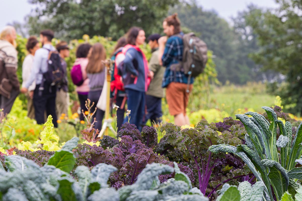 tour attendees in the vegetable garden behind kale