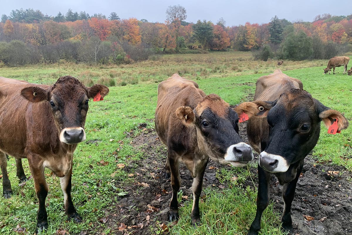 three curious cows