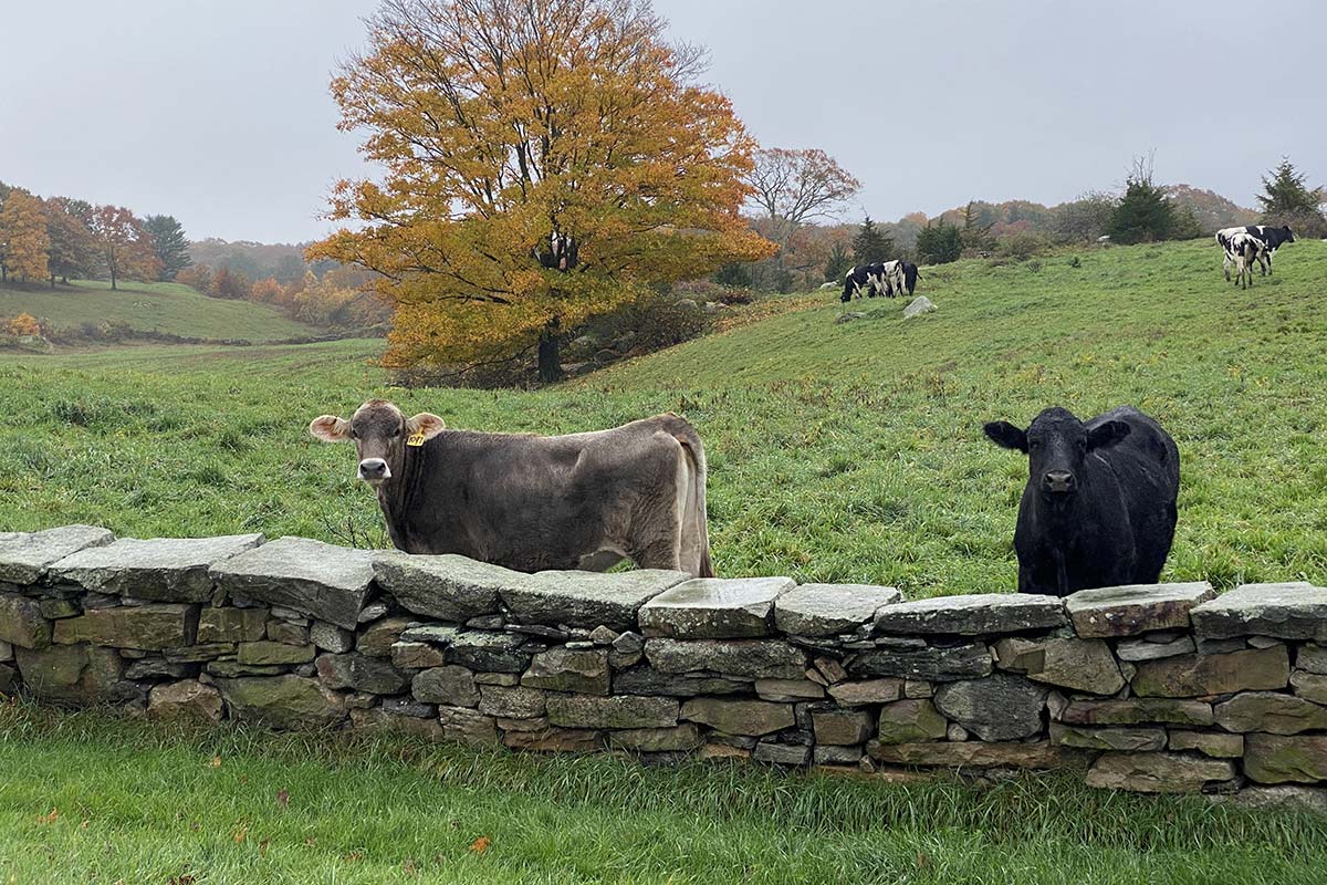 Cows Behind Stone Wall