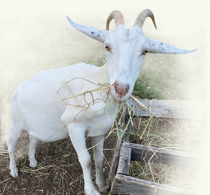 goat chewing straw