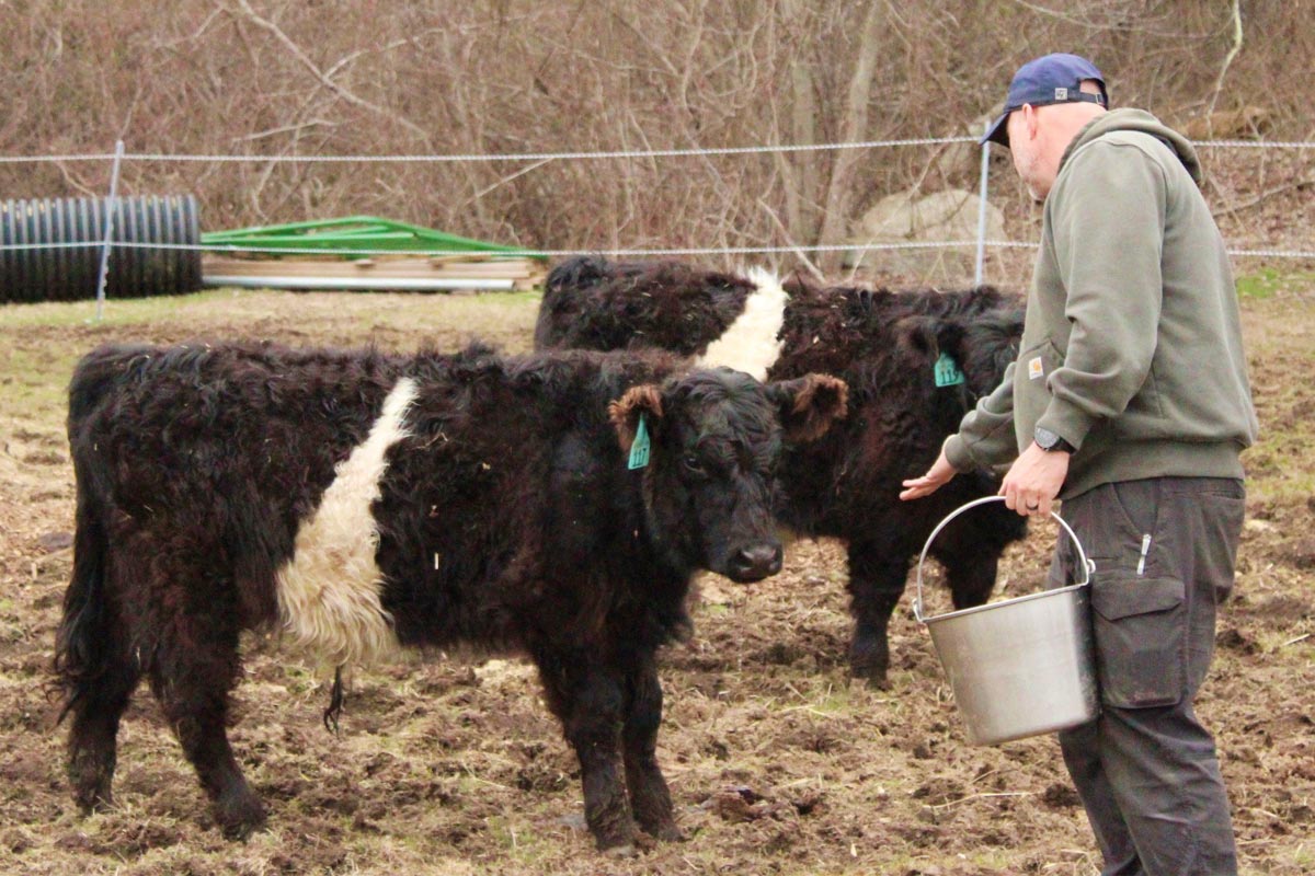 John Wraight feeding his cows