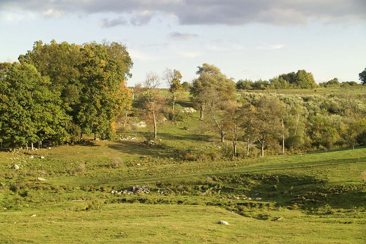 Field And Stone