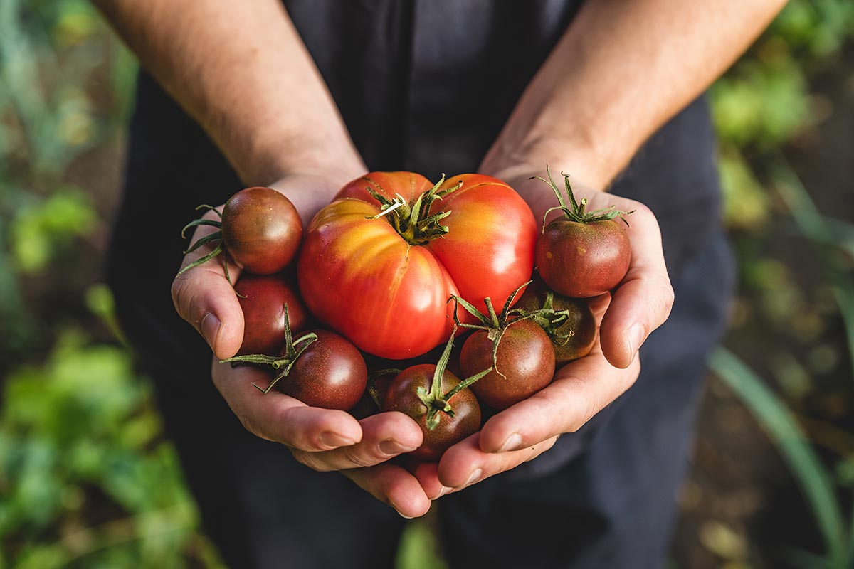 farmer holding freshly picked tomatoes