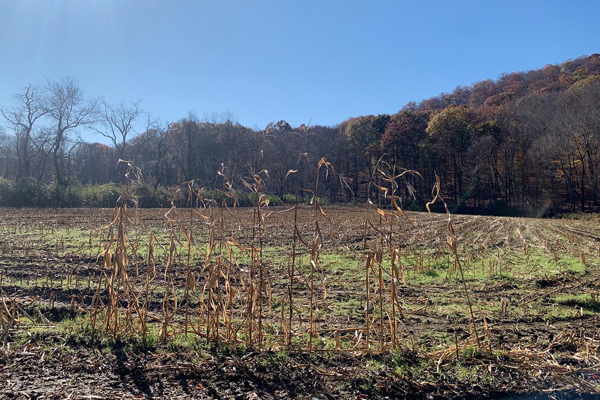 field at the end of the season