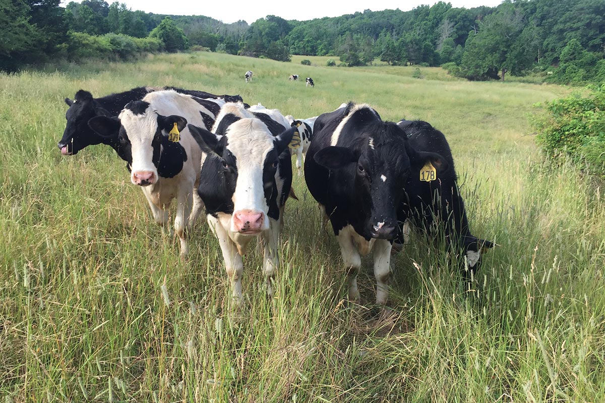 five cows grazing in field