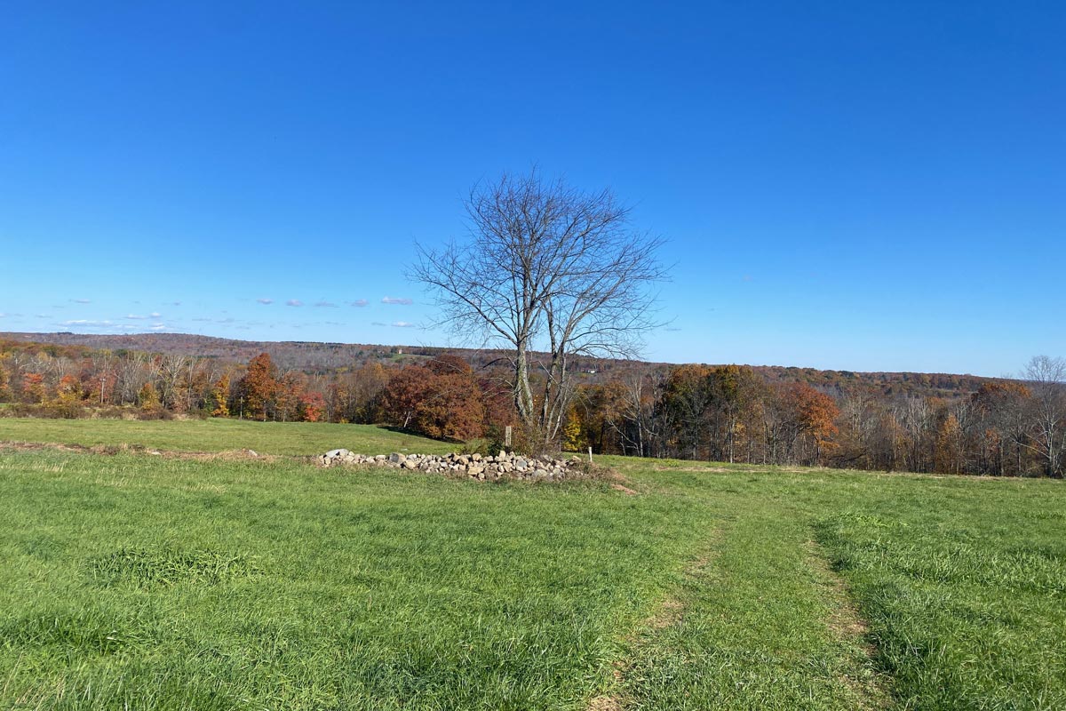 solo tree in field