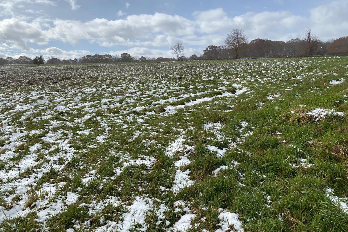 Winter Field