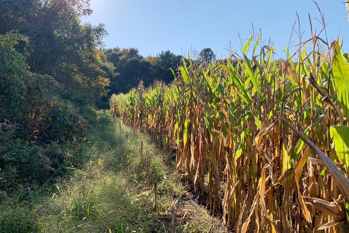 Cornfield on the edge of the woods