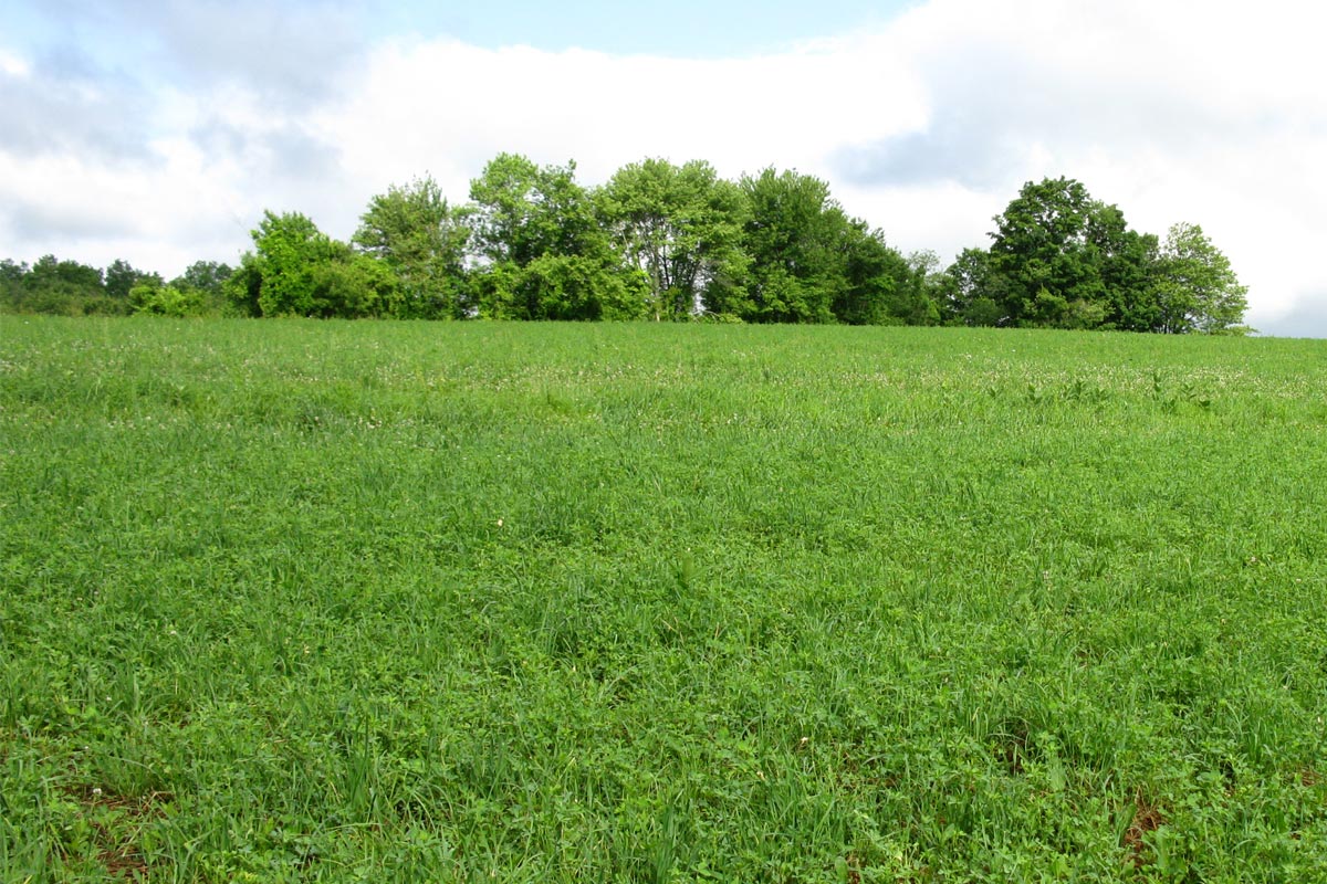 cleared field with trees in the background