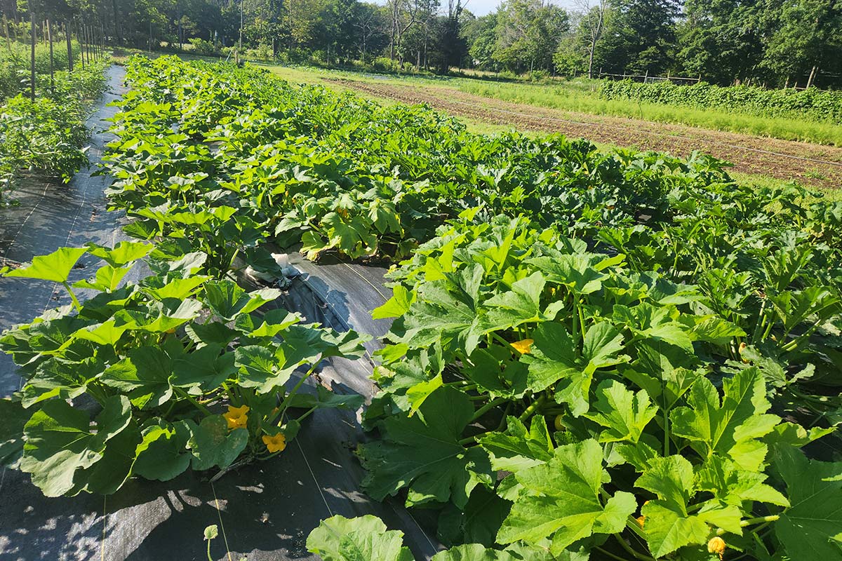 rows of crops