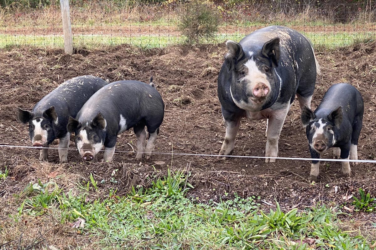 three pigs in pen