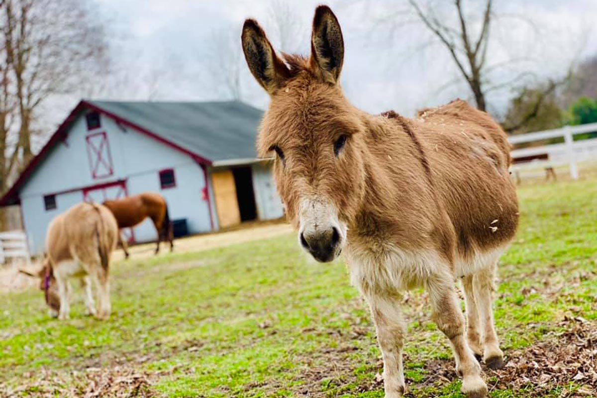 two donkeys and a horse with blue barn in background