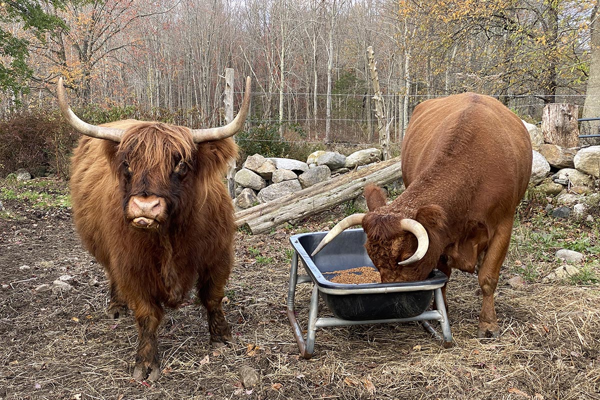 Cattle Eating Feed
