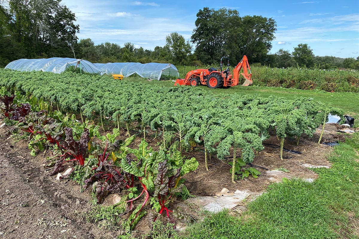Vegetable Garden