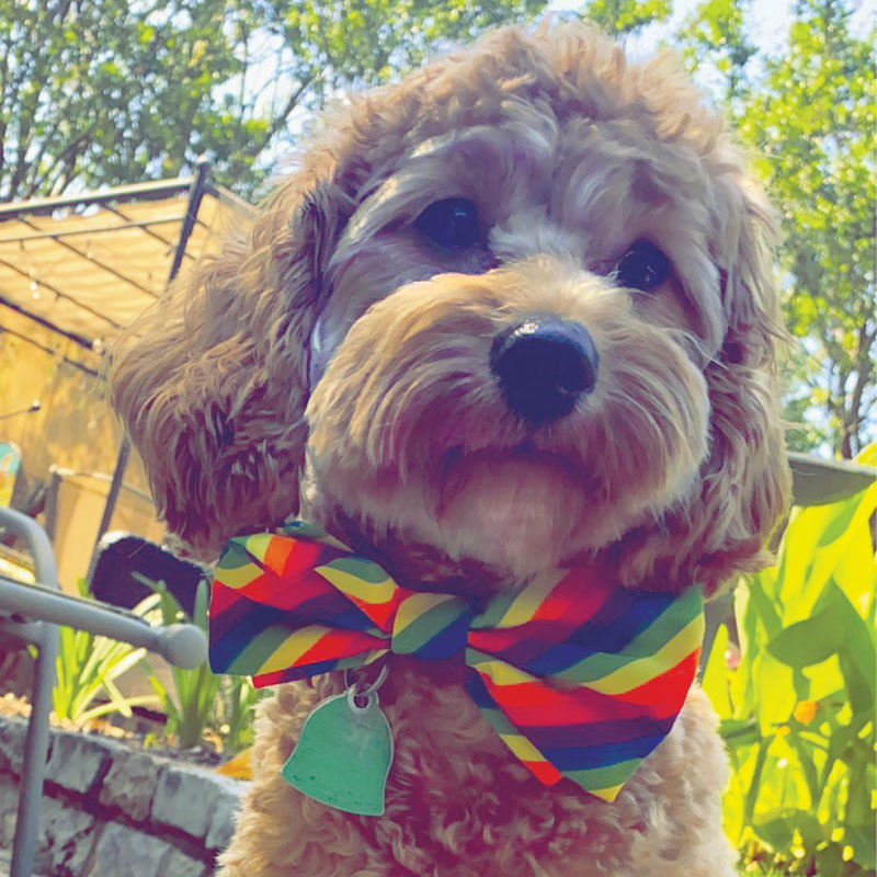 Milly with bow tie
