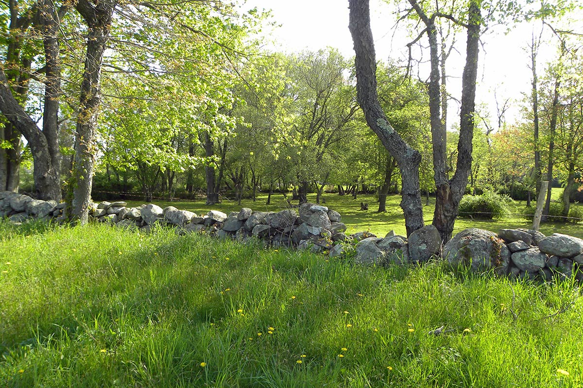 stone wall in the field