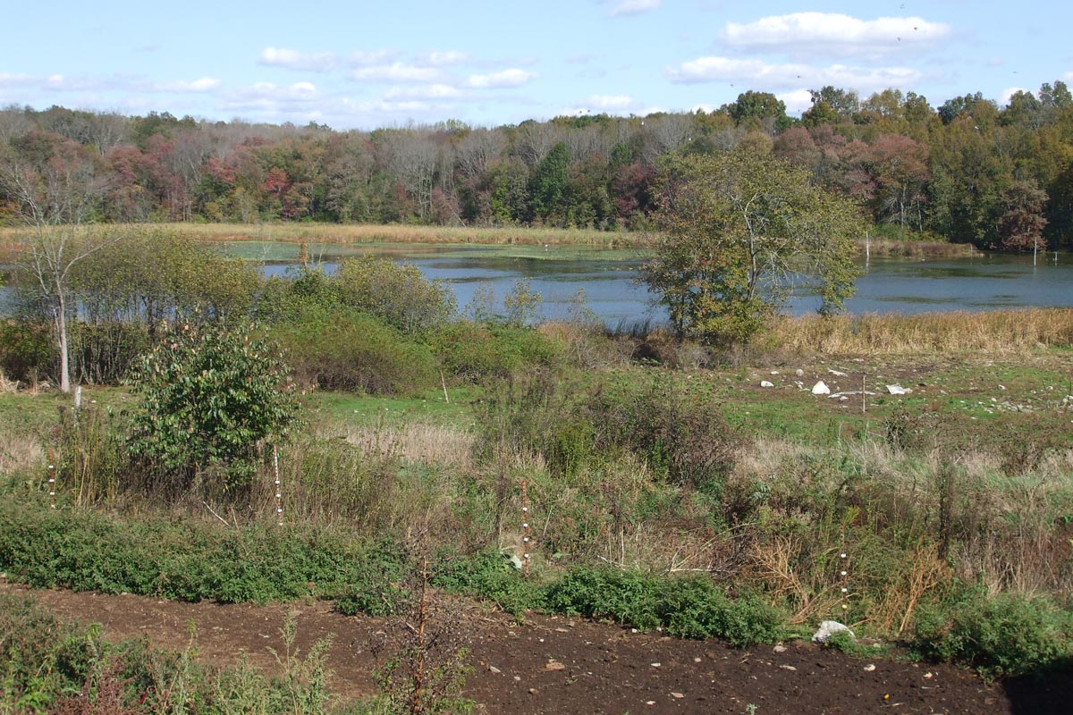 pond surrounds by mature fields