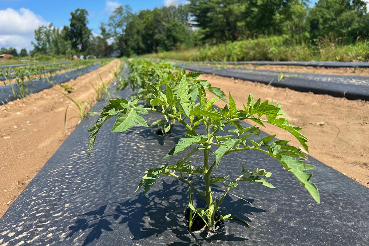 rows of young tomato plants
