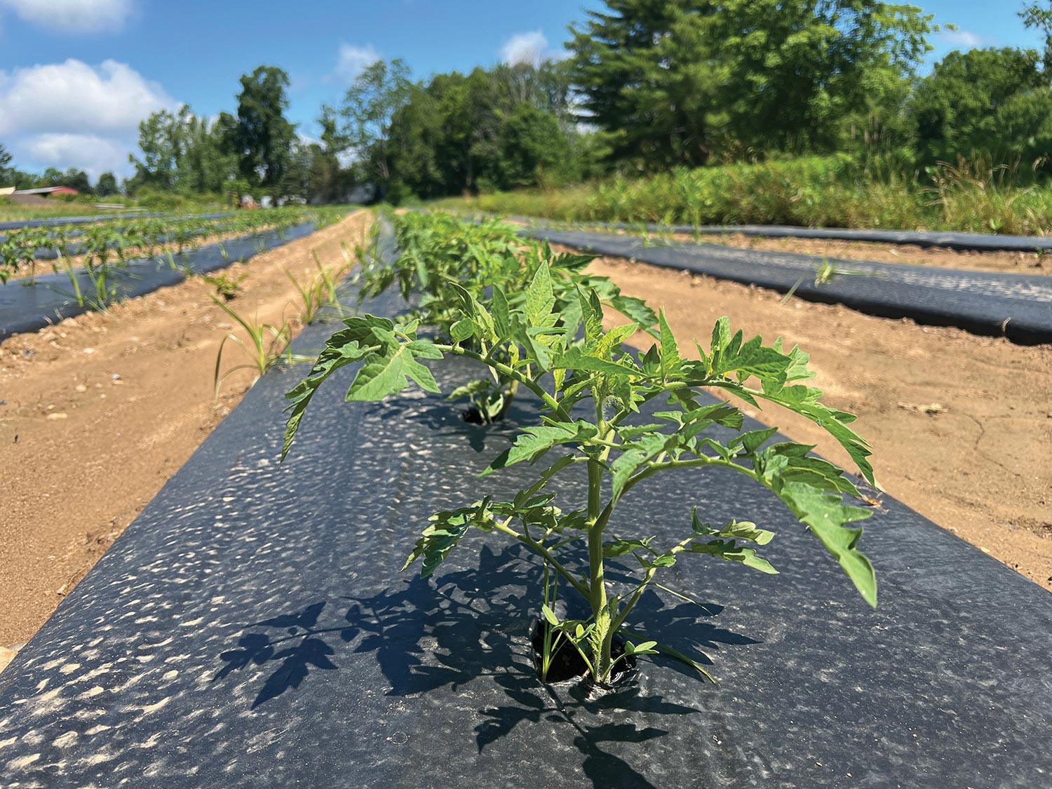 rows of tomato plants