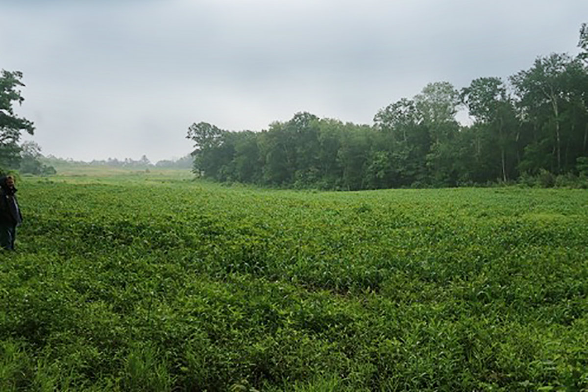 acres of green fields