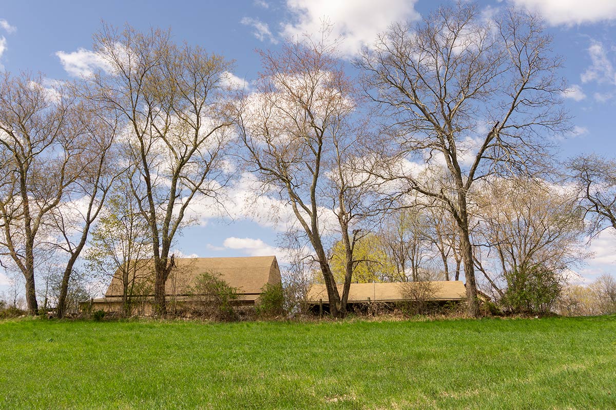barns behind trees and field