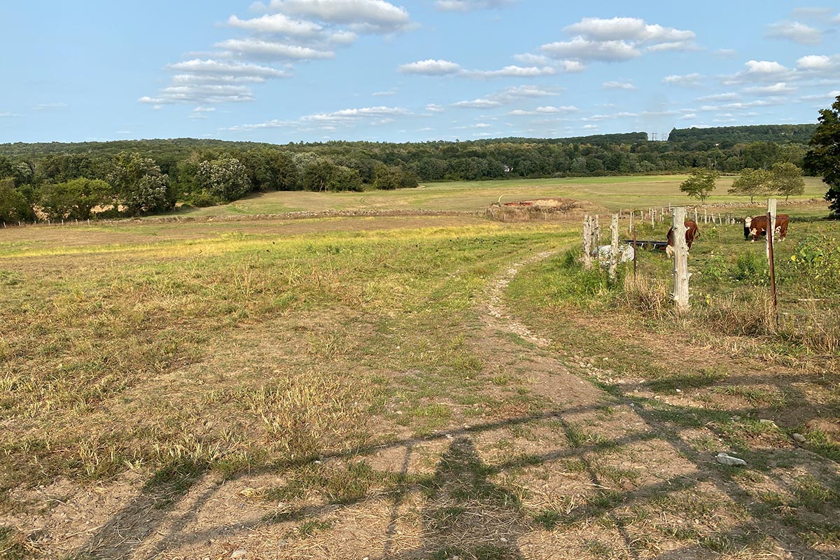 wide field view in early spring with cows grazing on the side