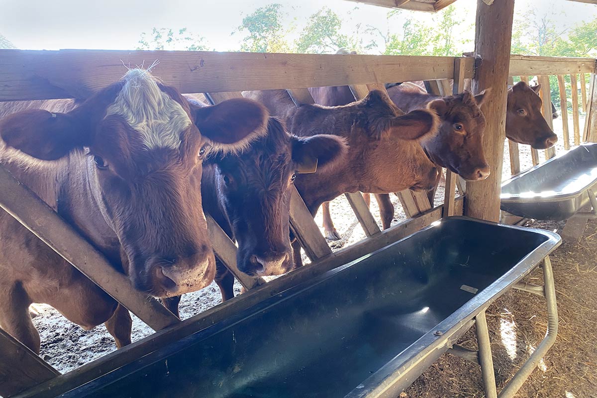 Cows getting ready for feed