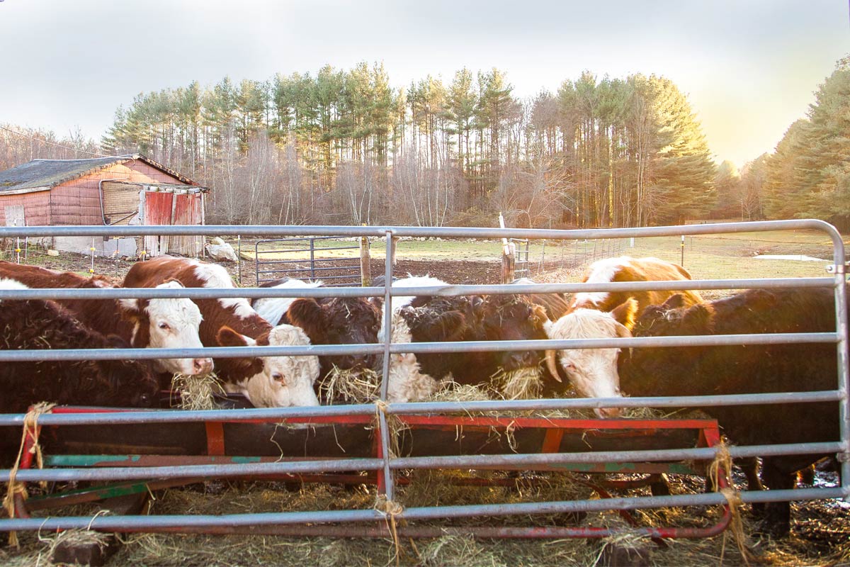 Cows In Pen