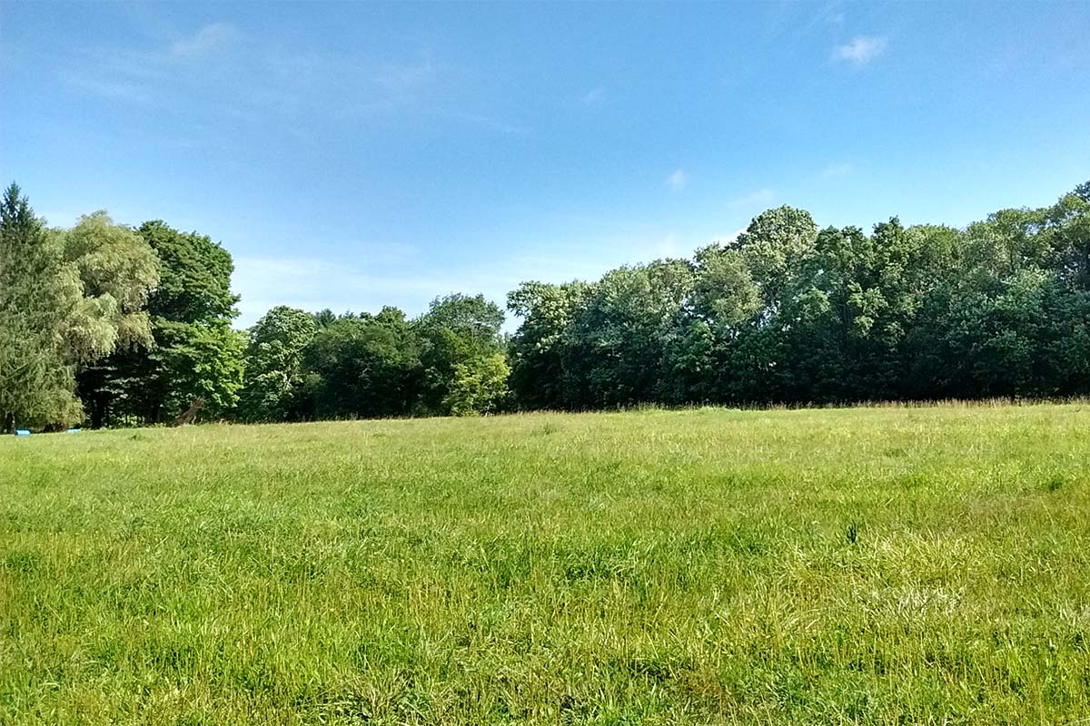 wide field view in summer