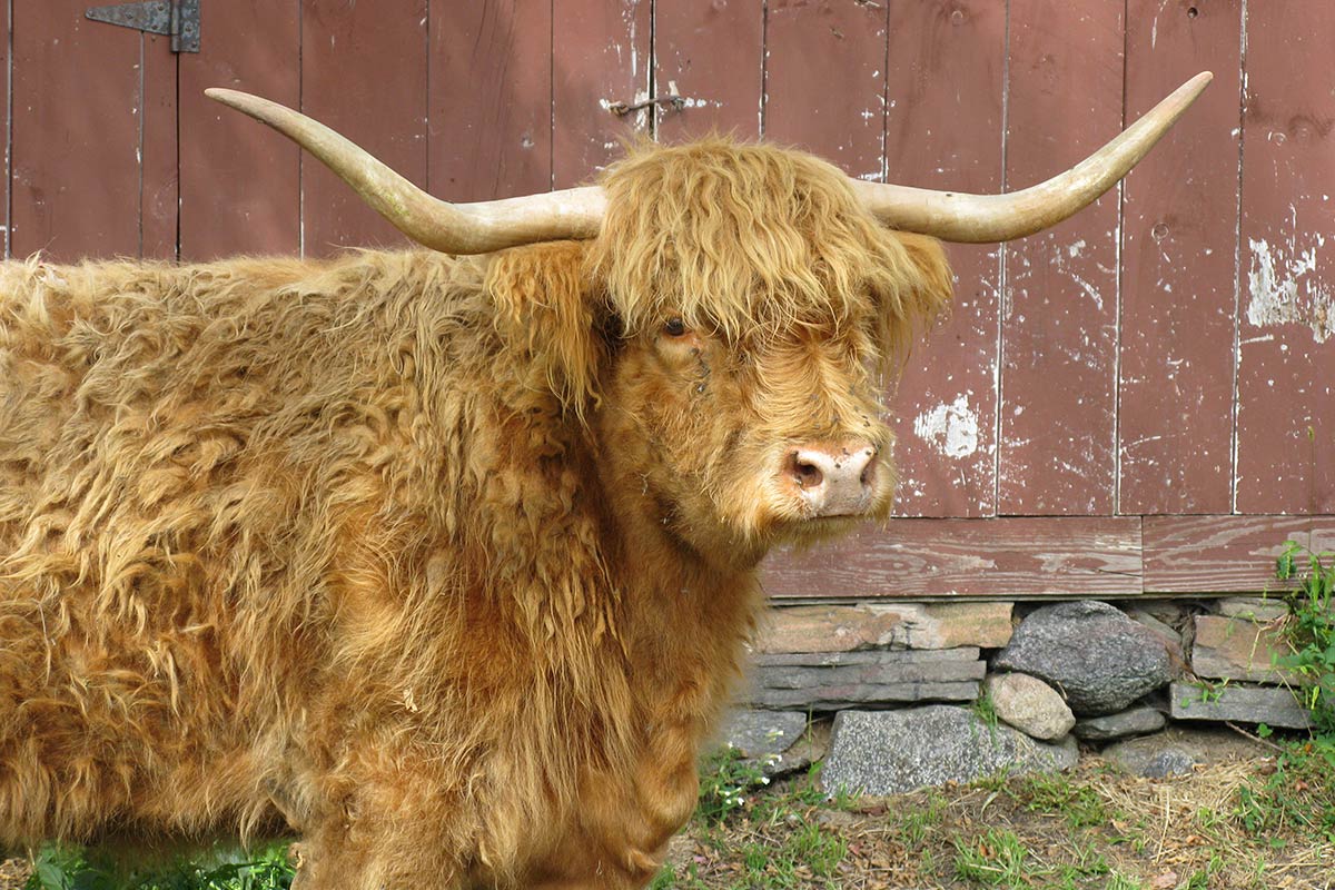 Long Horn Cow