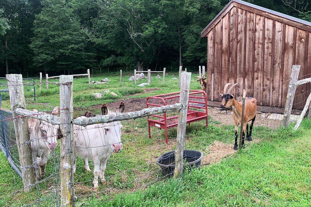 Livestock in pen